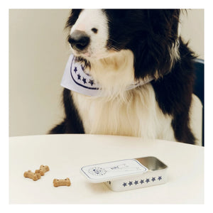 Hay - Köpek ödül kutusu | Mavi