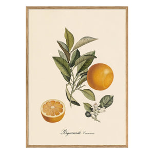 The Dybdahl Co. - Taçlı Bigarrade afiş