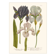 Les Jolies Planches - Póster Jardín de Iris