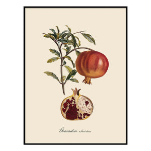 The Dybdahl Co. - Sweet Fruity Grenadier Poster