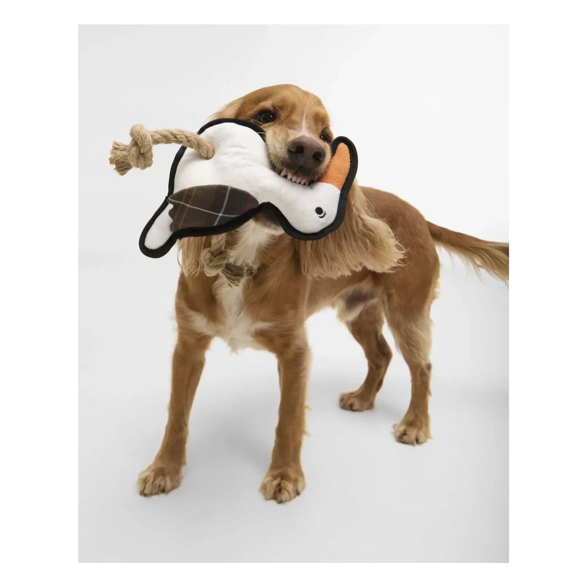 Barbour - Köpekler için kuş oyuncağı | Beyaz