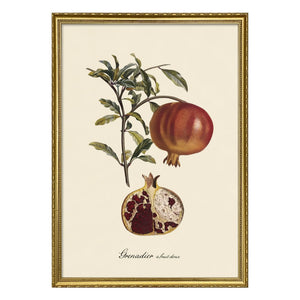 The Dybdahl Co. - Sweet Fruity Grenadier Poster