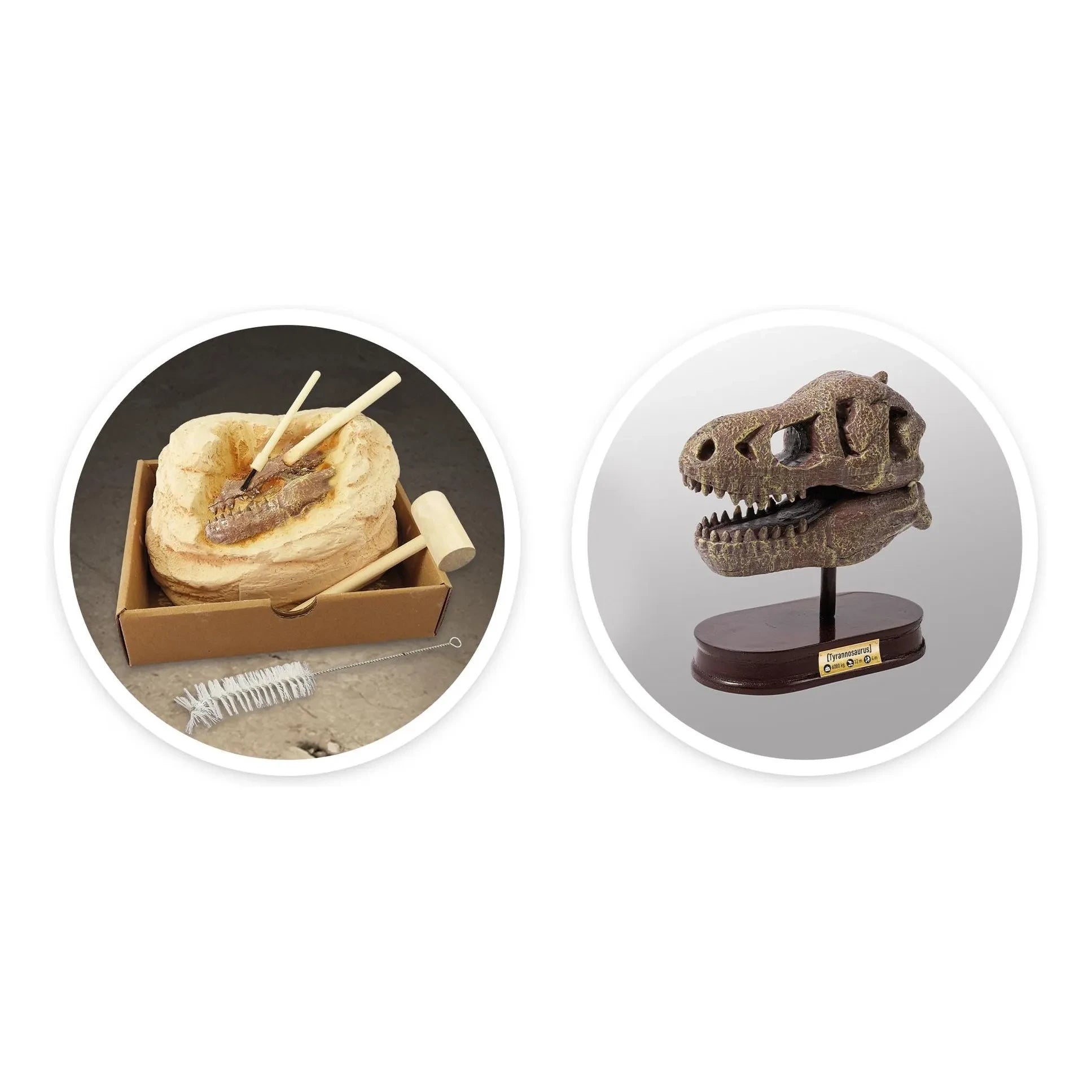 Buki - Archäologie-Set - Museums-Dino-Schädel