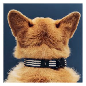 Hay - Striped dog collar | Blue