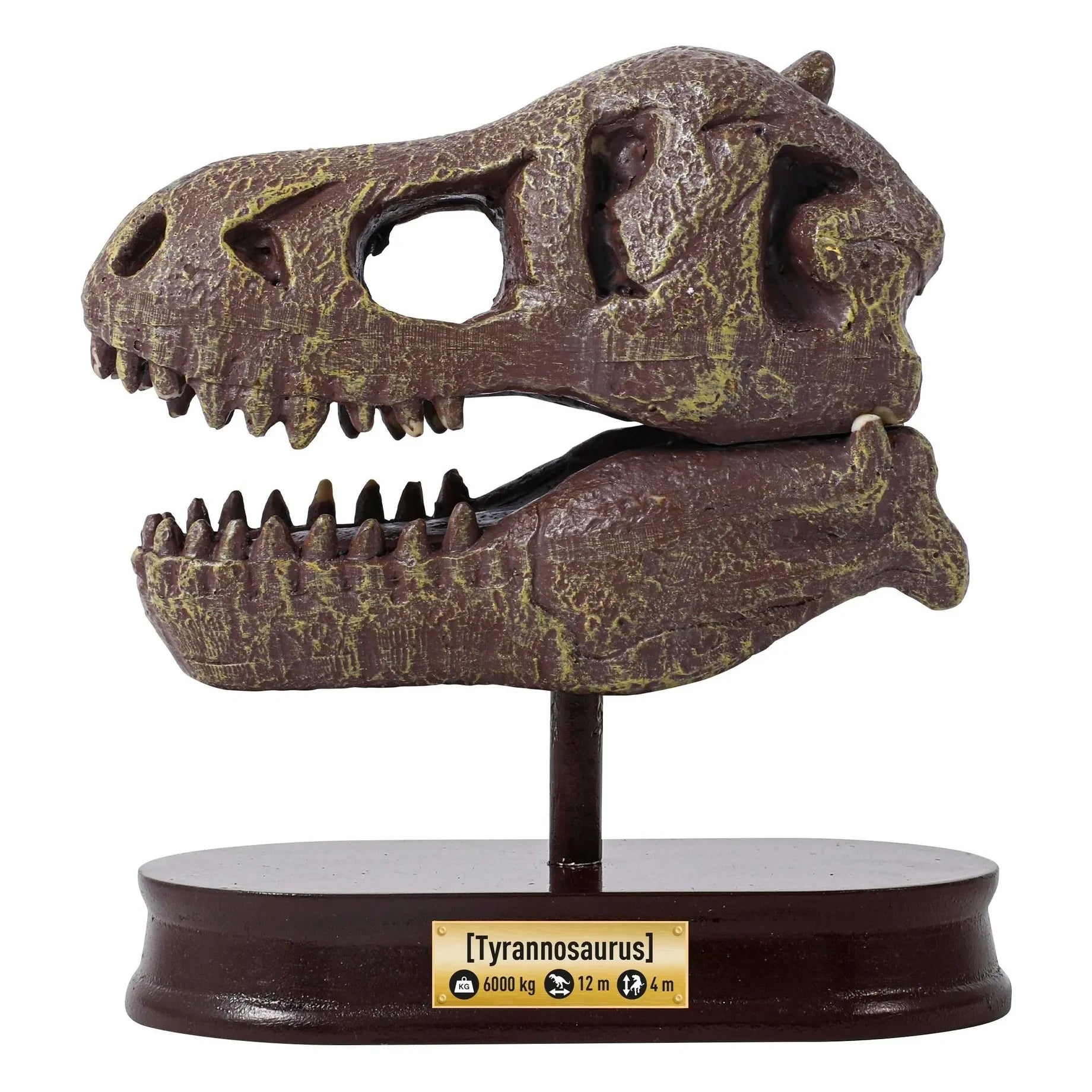 Buki - Archäologie-Set - Museums-Dino-Schädel